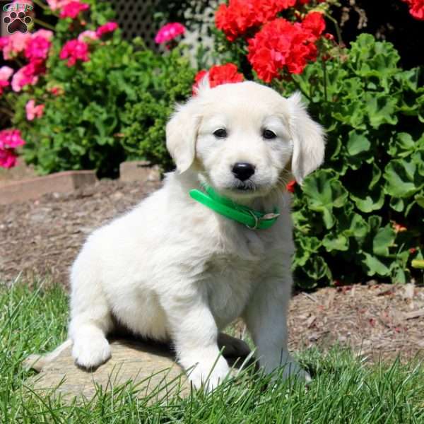 Kyler, Mini Goldendoodle Puppy